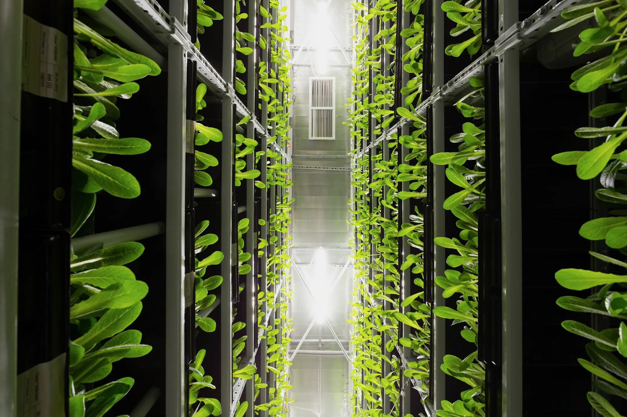 棚に野菜が並ぶ植物工場の通路